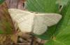 Scopula virgulata